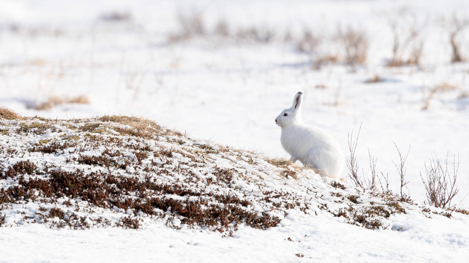 Hare, Søndre Land