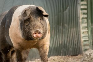 Flatlien selger også grisekjøtt av økologisk gris