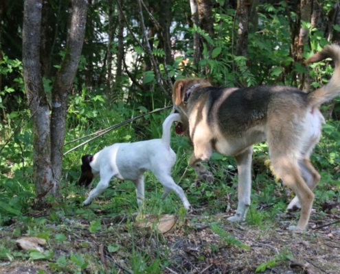 to hunder sjekker skogen