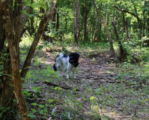 en hund i skogen
